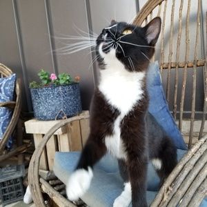 Meet your Posher, Nellie